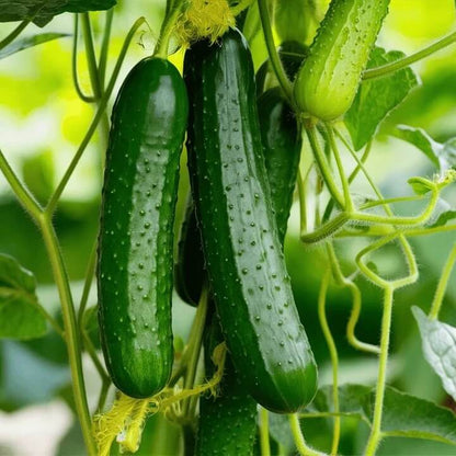 English Cucumber Seeds