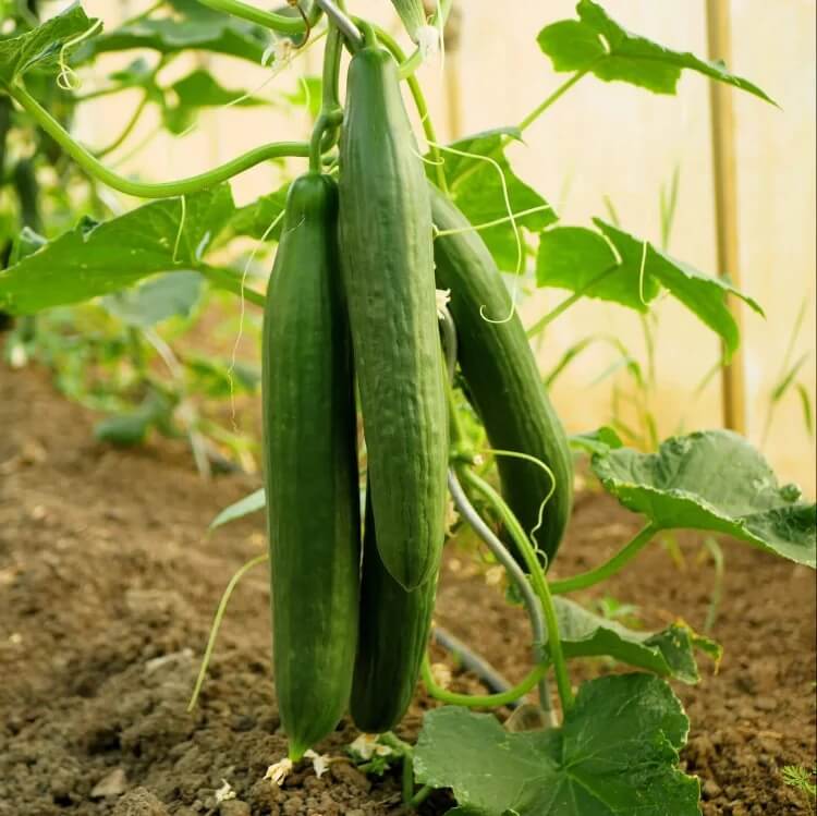 English Cucumber Seeds