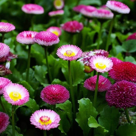 English Daisy Seeds - Flower Plant