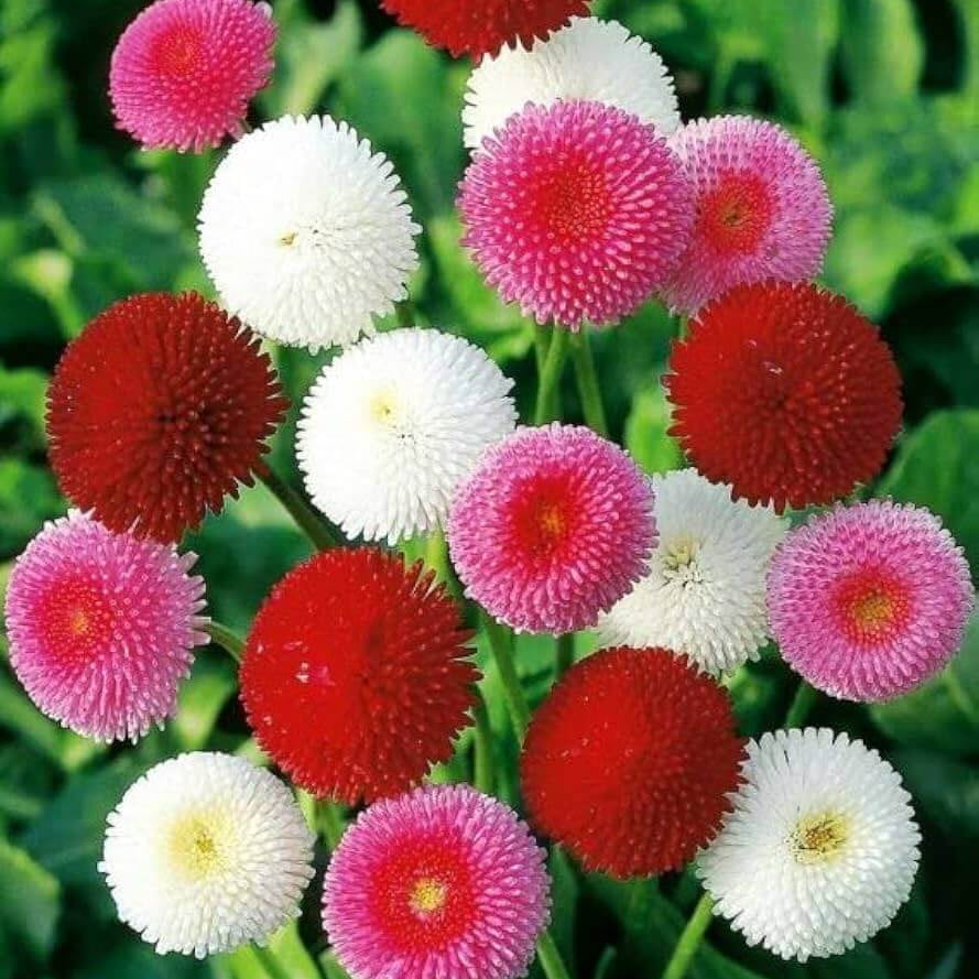 English Daisy Seeds - Flower Plant