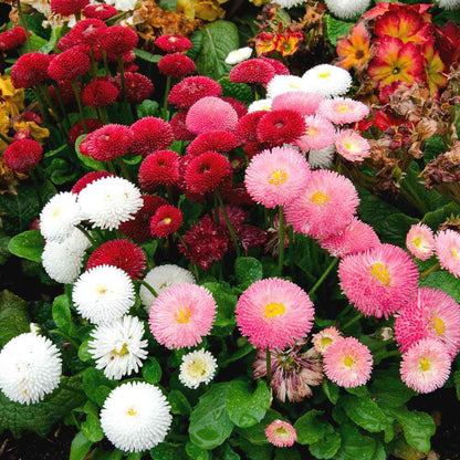English Daisy Seeds - Flower Plant