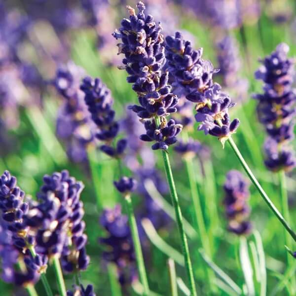 English Lavender Seeds 