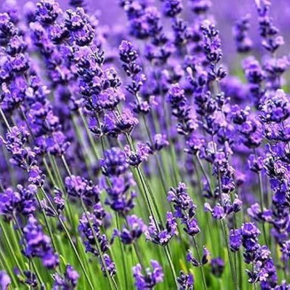 English Lavender Seeds - Flower Plant