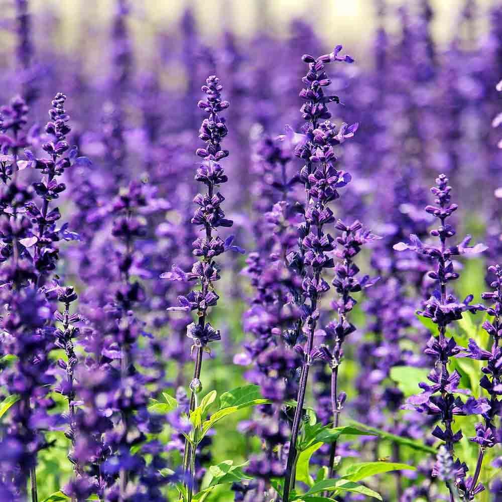 English Lavender Seeds - Flower Plant