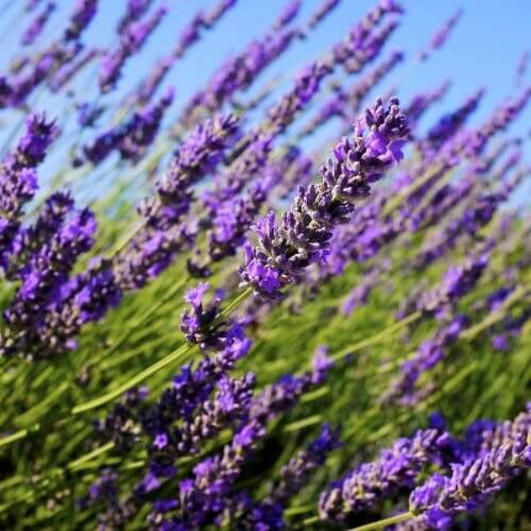 English Lavender Seeds - Flower Plant