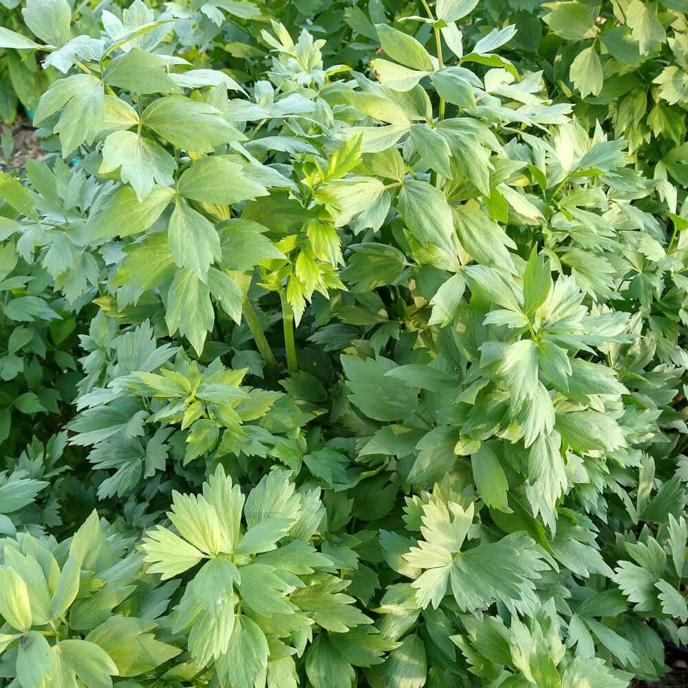 English Lovage Seeds