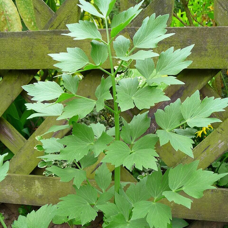English Lovage Seeds