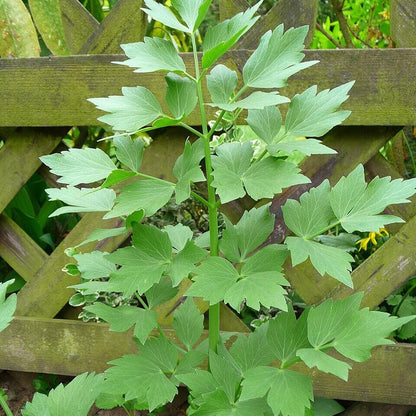 English Lovage Seeds