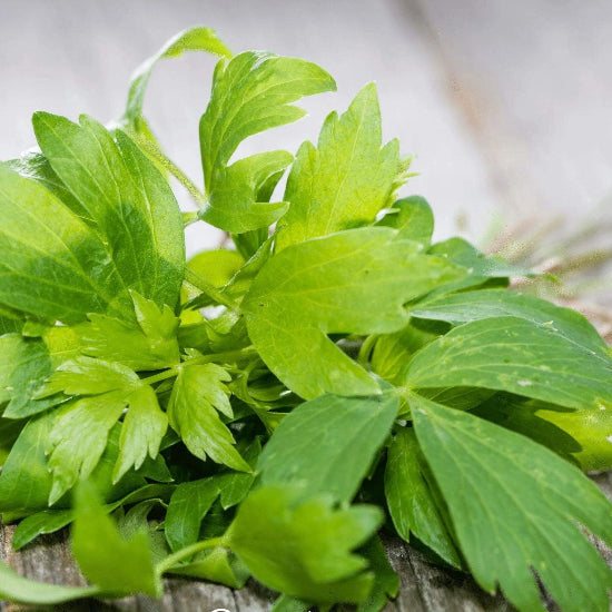English Lovage Seeds