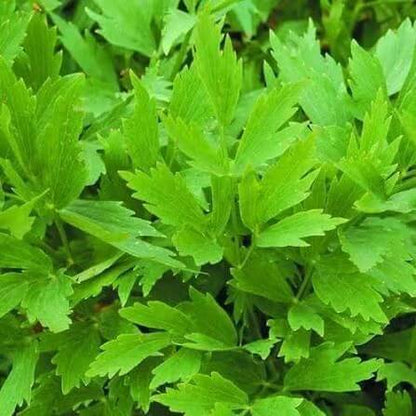 English Lovage Seeds