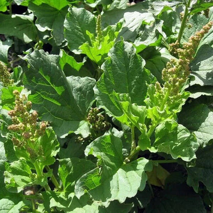 English Mercury Seeds