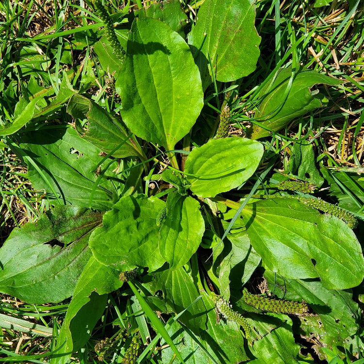 English Plantain Seeds - Heirloom Herbal Plant for Home Gardens