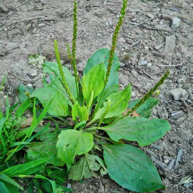 English Plantain Seeds - Heirloom Herbal Plant for Home Gardens