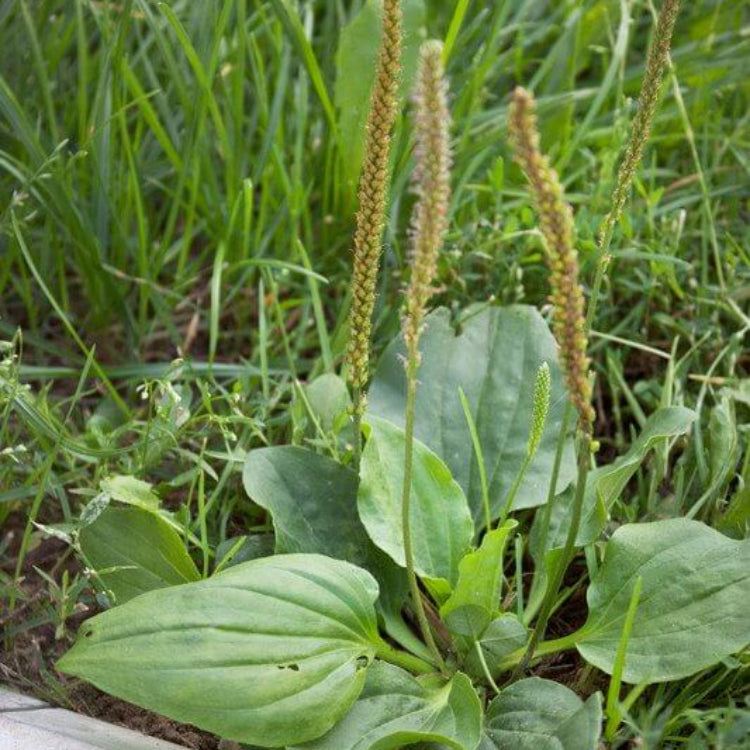 English Plantain Seeds - Heirloom Herbal Plant for Home Gardens