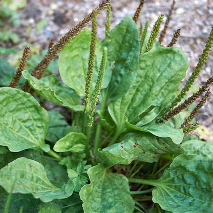 English Plantain Seeds - Heirloom Herbal Plant for Home Gardens