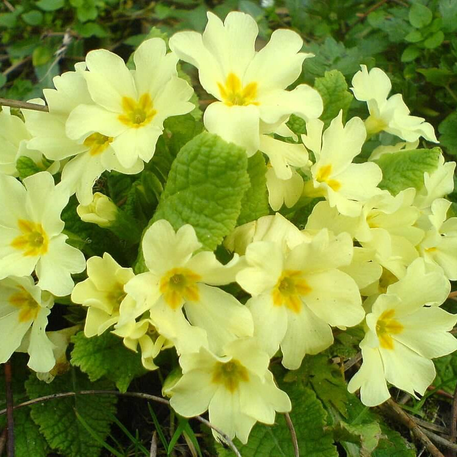 English Primrose Seeds - Flower Plant