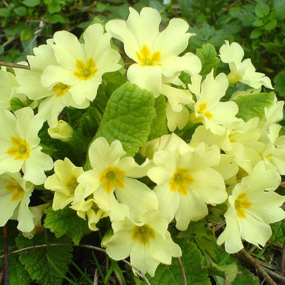 English Primrose Seeds - Flower Plant