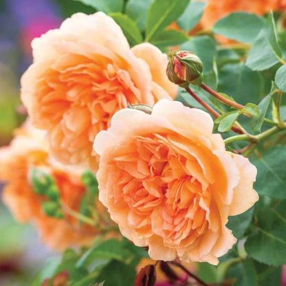 English Rose Seeds - Heirloom Vegetable Plant for Home Gardens