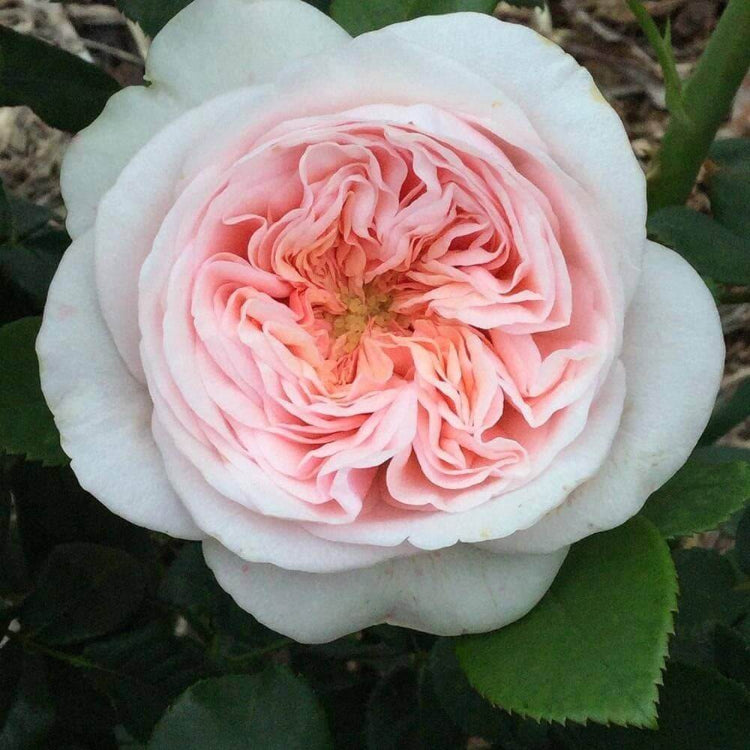 English Rose Seeds - Heirloom Vegetable Plant for Home Gardens