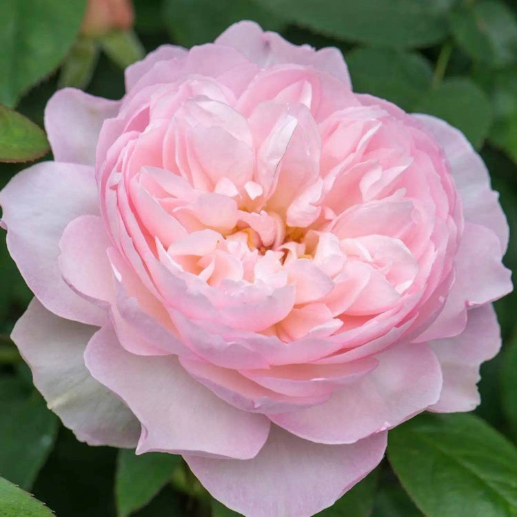 English Rose Seeds - Heirloom Vegetable Plant for Home Gardens