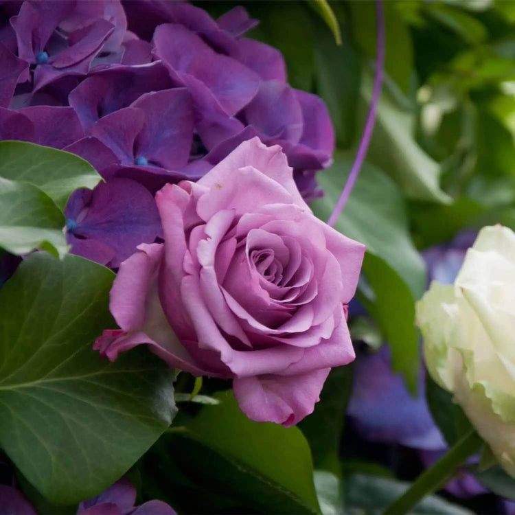English Rose Seeds - Heirloom Vegetable Plant for Home Gardens