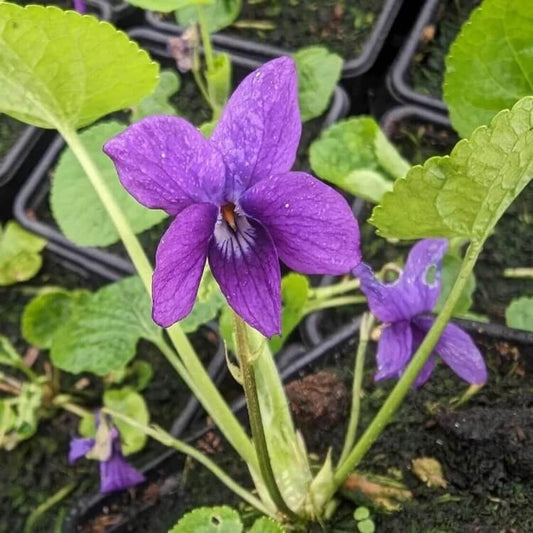 English Violet Seeds