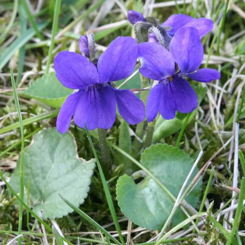English Violet Seeds