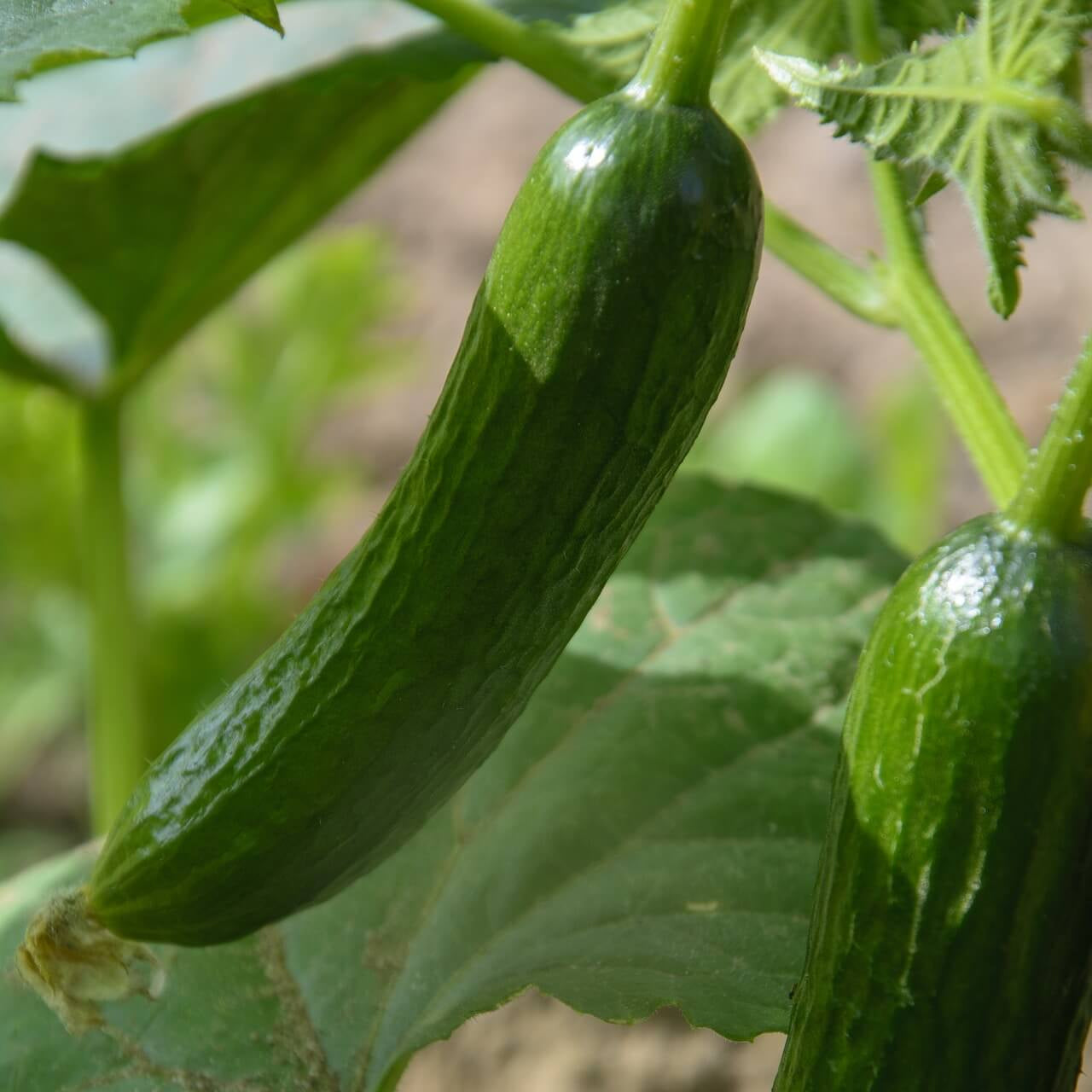 English cucumber seeds - Vegetable Plant