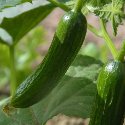 English cucumber seeds - Vegetable Plant