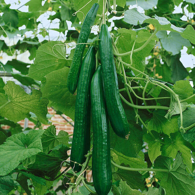 English cucumber seeds - Vegetable Plant