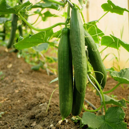 English cucumber seeds - Vegetable Plant