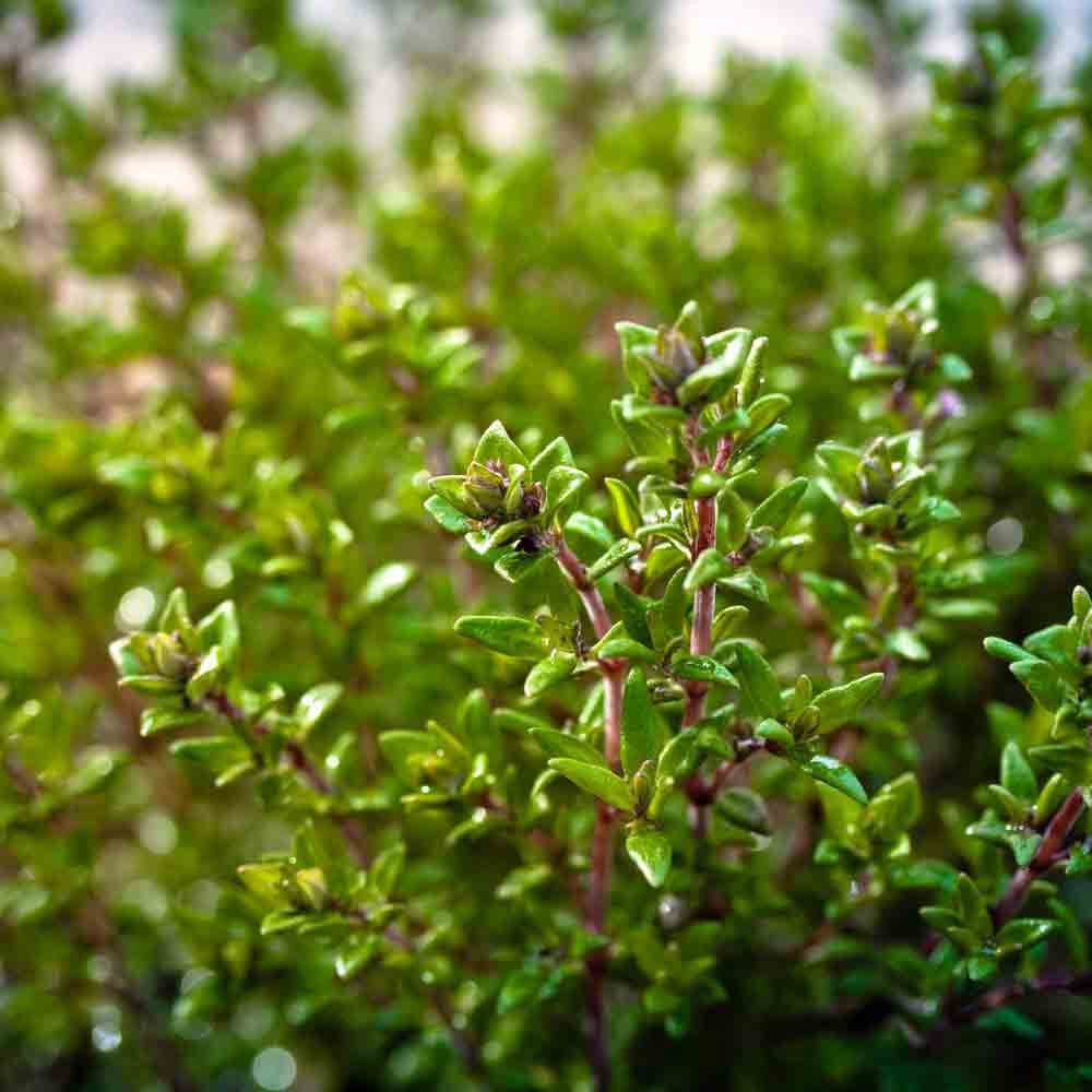 English thyme seeds - Vegetable Plant