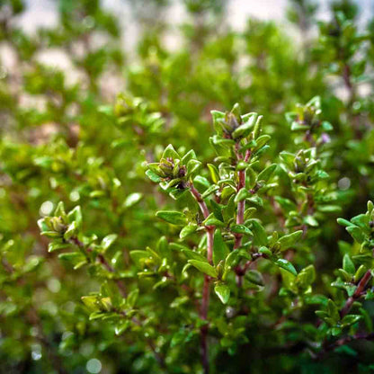 English thyme seeds - Vegetable Plant