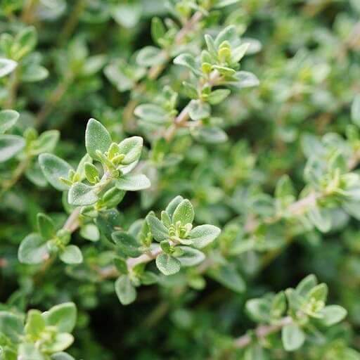 English thyme seeds - Vegetable Plant