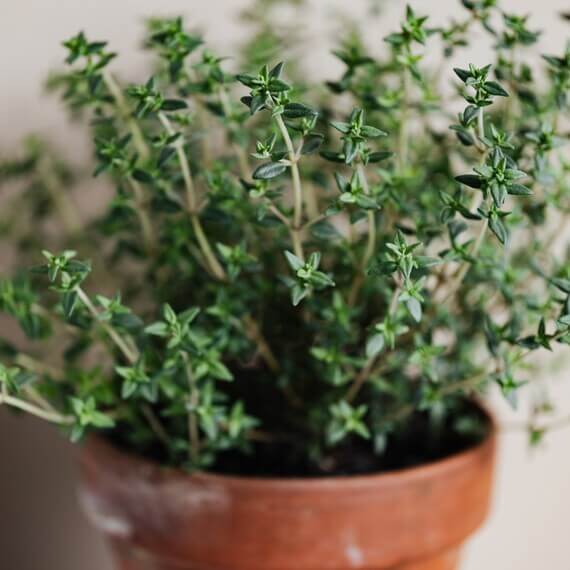 English thyme seeds - Vegetable Plant