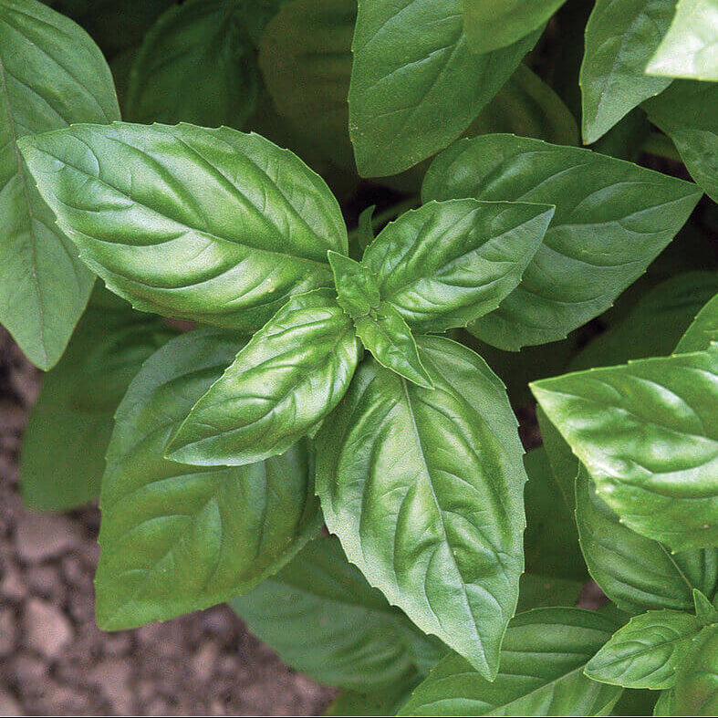 Enovese Basil Seeds - Heirloom Herbal Plant for Home Gardens