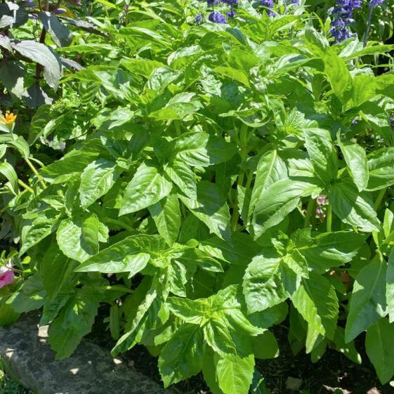 Enovese Basil Seeds - Heirloom Herbal Plant for Home Gardens