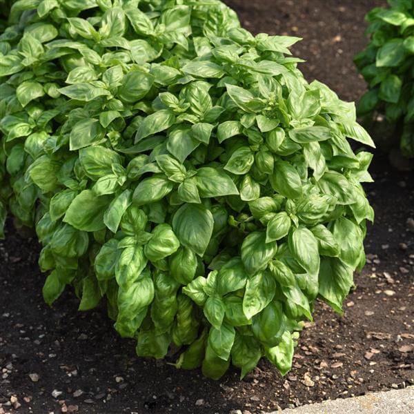 Enovese Basil Seeds - Heirloom Herbal Plant for Home Gardens