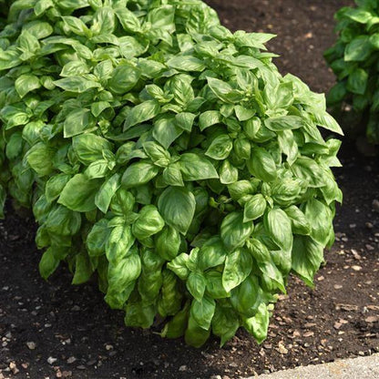 Enovese Basil Seeds - Heirloom Herbal Plant for Home Gardens