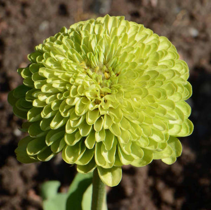 Envy Zinnia Seeds - Heirloom Flower Plant for Home Gardens