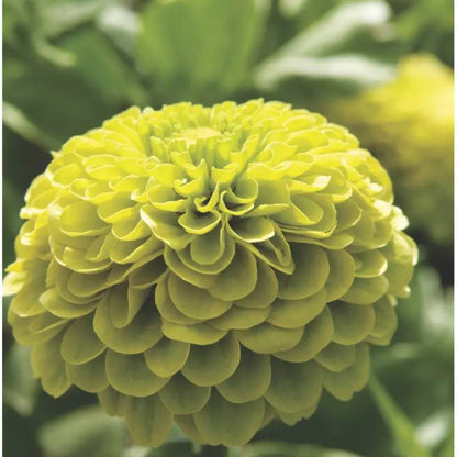 Envy Zinnia Seeds - Heirloom Flower Plant for Home Gardens