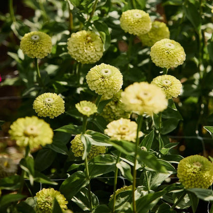 Envy Zinnia Seeds - Heirloom Flower Plant for Home Gardens