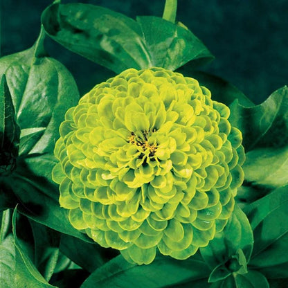 Envy Zinnia Seeds - Heirloom Flower Plant for Home Gardens