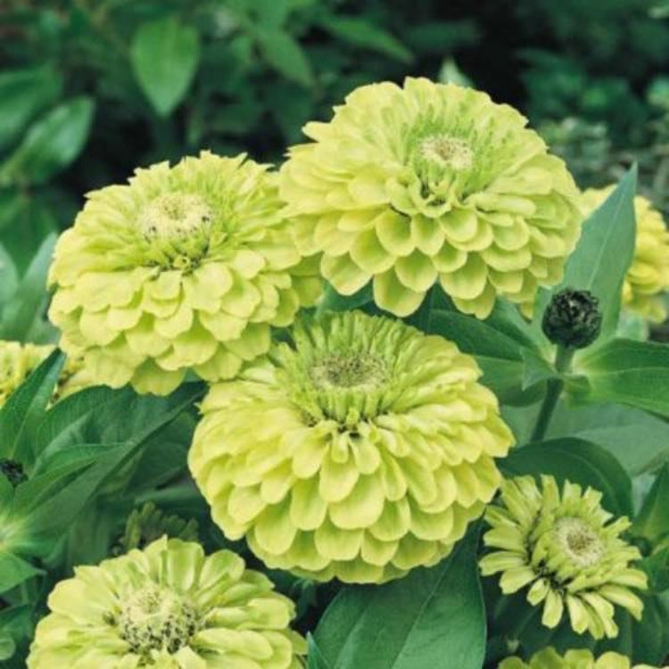 Envy Zinnia Seeds - Heirloom Flower Plant for Home Gardens