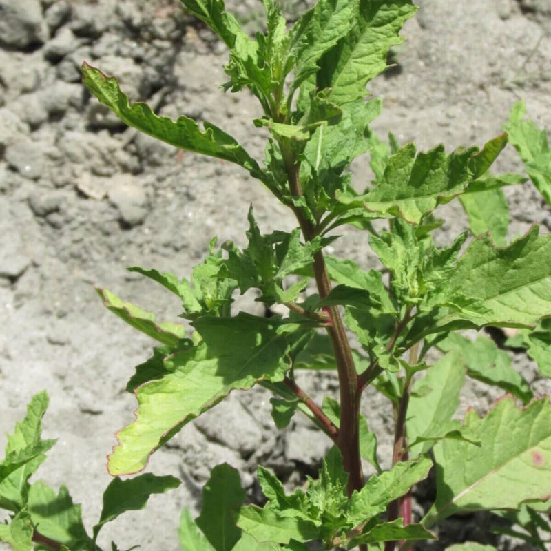 Epazote Seeds
