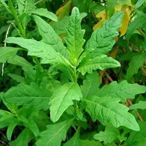 Epazote Seeds - Herbal Plant