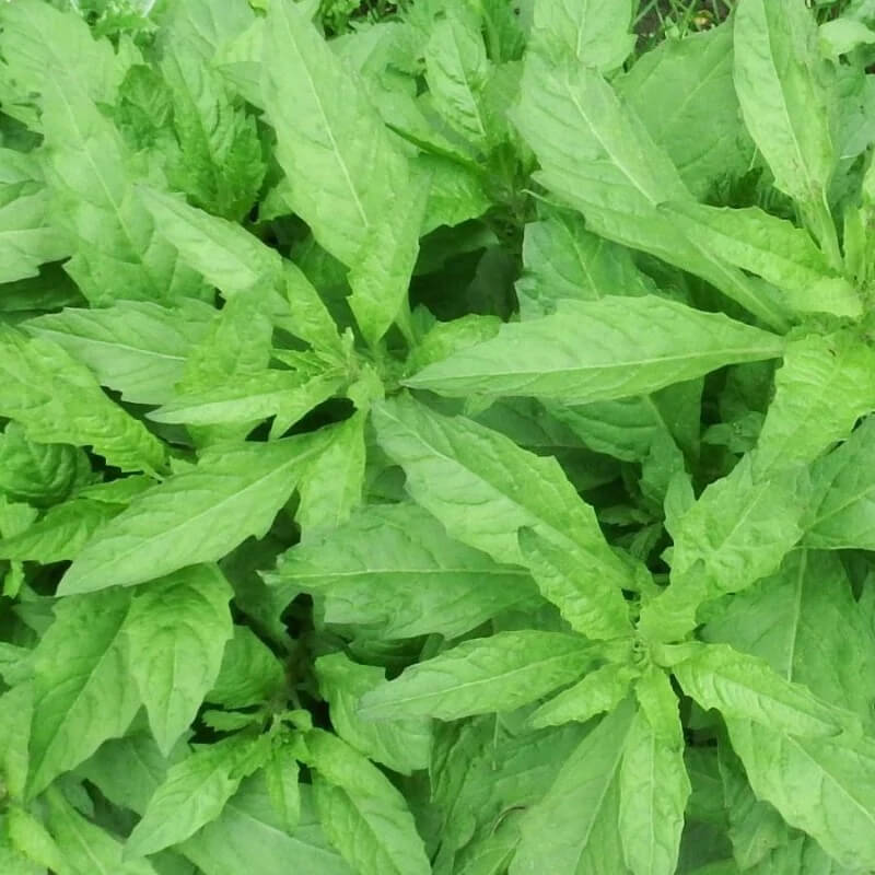 Epazote Seeds - Herbal Plant