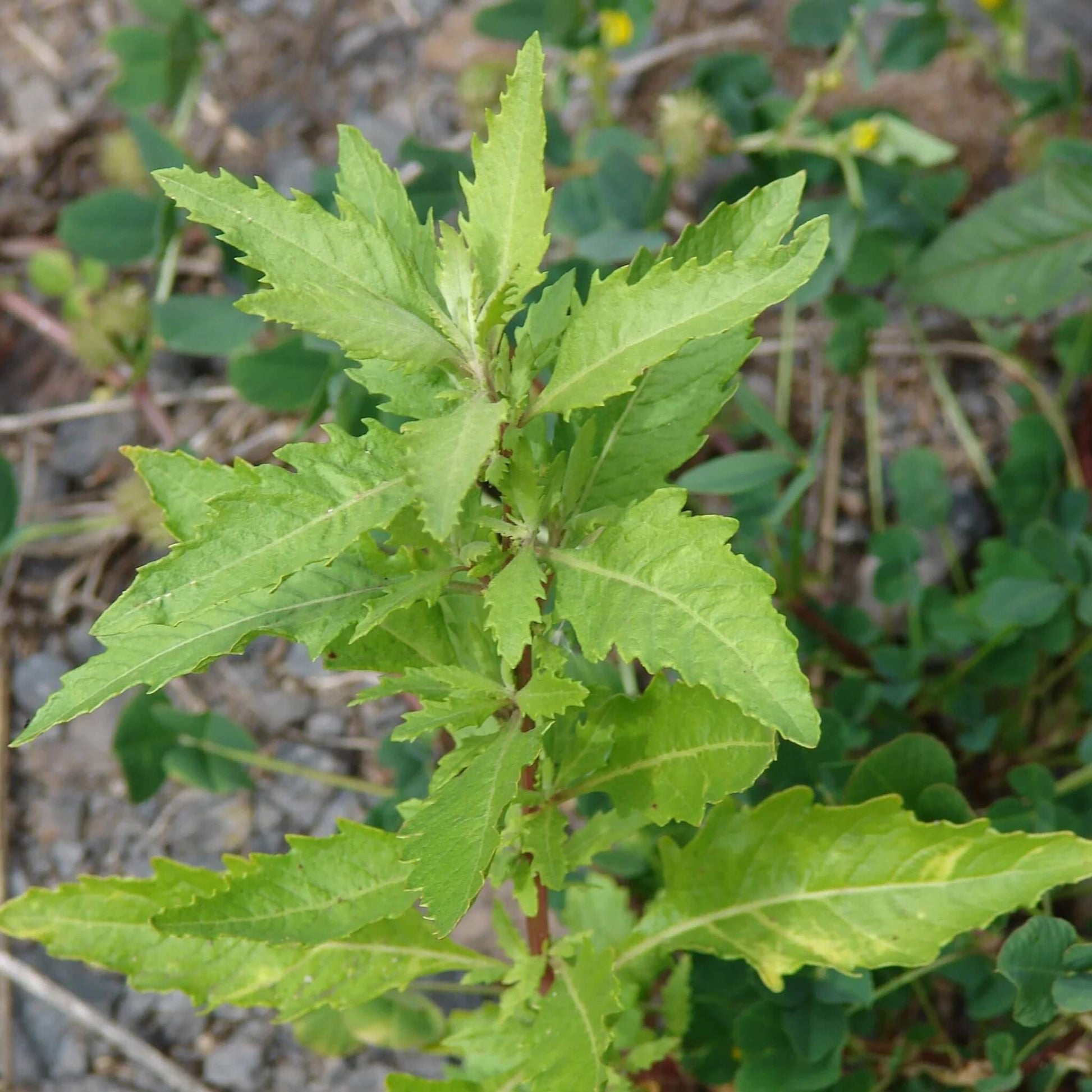 Epazote Seeds - Herbal Plant