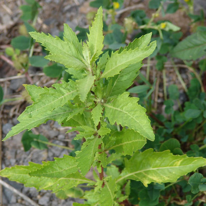 Epazote Seeds - Herbal Plant