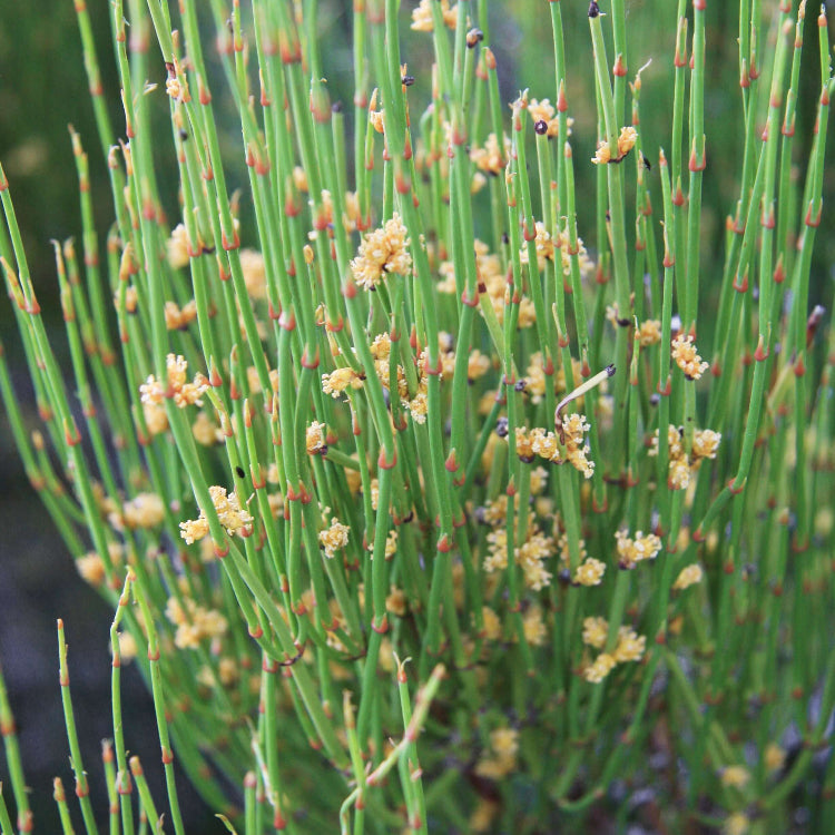 Ephedra Seeds - Heirloom Herbal Plant for Home Gardens